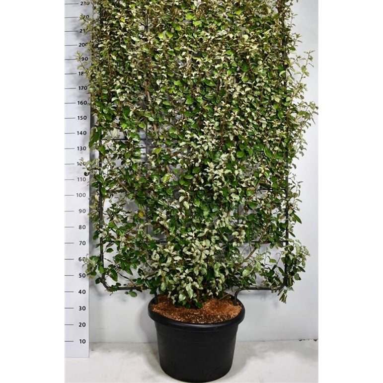 Silverolvon – Elaeagnus ebbingei 'Compacta' - C60 200 cm. Scherm